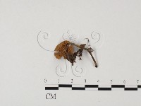 登錄號:F0025741藏品圖，第1張