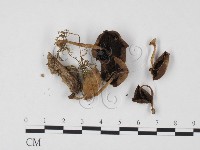 登錄號:F0025742藏品圖，第1張