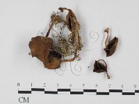 登錄號:F0025742藏品圖，第3張