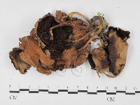 登錄號:F0025743藏品圖，第1張