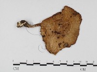 登錄號:F0025744藏品圖，第1張