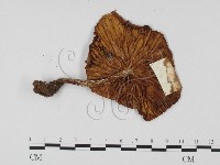 登錄號:F0025744藏品圖，第3張