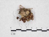 登錄號:F0025746藏品圖，第1張