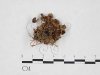 登錄號:F0025746藏品圖，第3張