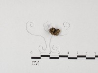 登錄號:F0025747藏品圖，第3張