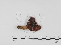 登錄號:F0025748藏品圖，第1張