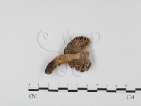 登錄號:F0025748藏品圖，第3張