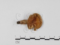登錄號:F0025749藏品圖，第1張