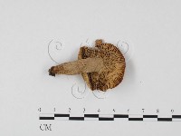 登錄號:F0025749藏品圖，第3張