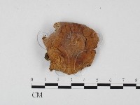 登錄號:F0025750藏品圖，第3張