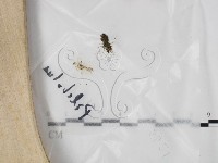 登錄號:F0025751藏品圖，第1張