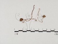 登錄號:F0025756藏品圖，第3張