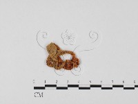 登錄號:F0025757藏品圖，第1張