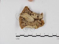 登錄號:F0025759藏品圖，第3張