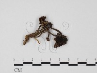 登錄號:F0025760藏品圖，第1張