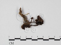 登錄號:F0025760藏品圖，第3張