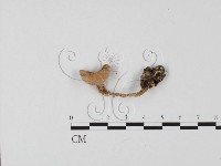 登錄號:F0025761藏品圖，第1張