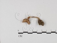 登錄號:F0025761藏品圖，第3張