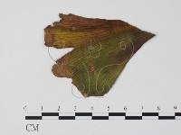 登錄號:F0025764藏品圖，第1張