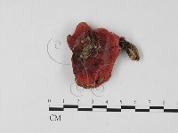 登錄號:F0025765藏品圖，第1張