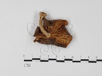 登錄號:F0025769藏品圖，第3張