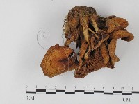 登錄號:F0025770藏品圖，第1張