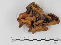 登錄號:F0025770藏品圖，第3張