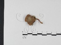 登錄號:F0025771藏品圖，第1張