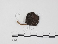 登錄號:F0025772藏品圖，第3張