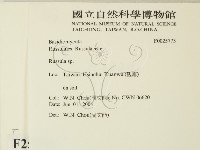 紅菇屬藏品圖，第2張