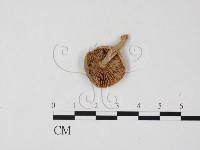 紅菇屬藏品圖，第1張