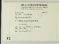 利氏小菇藏品圖，第2張