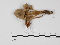 利氏小菇藏品圖，第3張