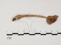 登錄號:F0025775藏品圖，第1張