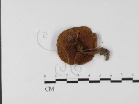 登錄號:F0025777藏品圖，第3張