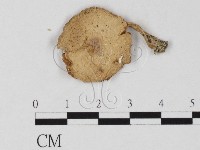 登錄號:F0025780藏品圖，第1張