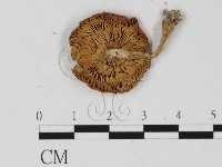 登錄號:F0025780藏品圖，第3張