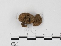 登錄號:F0025781藏品圖，第1張