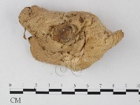登錄號:F0025782藏品圖，第1張