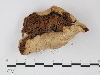 登錄號:F0025782藏品圖，第3張
