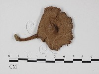 登錄號:F0025783藏品圖，第1張