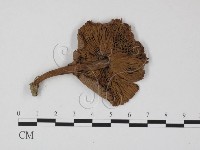 登錄號:F0025783藏品圖，第3張
