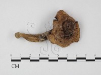 登錄號:F0025784藏品圖，第1張