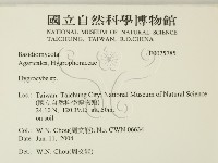 濕傘屬藏品圖，第2張