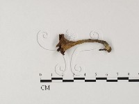 登錄號:F0025786藏品圖，第3張