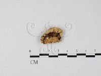 登錄號:F0025787藏品圖，第3張