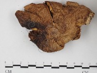 登錄號:F0025788藏品圖，第1張