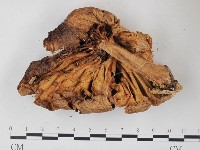 登錄號:F0025788藏品圖，第3張