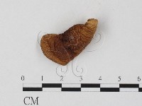 登錄號:F0025789藏品圖，第1張