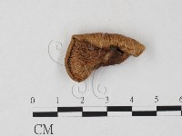 登錄號:F0025789藏品圖，第3張